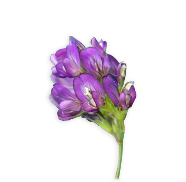 Lucerna vetőmagok széles választéka országos kiszállítással