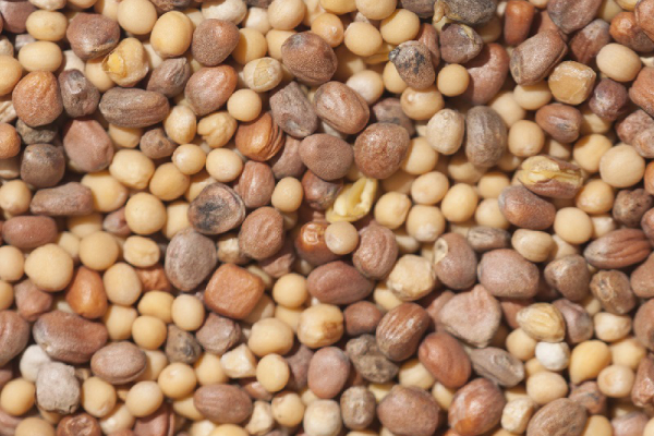 Mustár-olajretek box