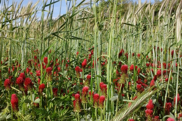 Takarékos zöld keverék box