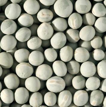 Tavaszi borsó - Impuls