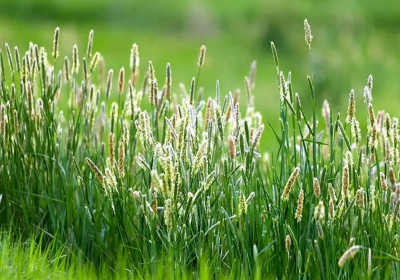 Réti komócsin - Lishka