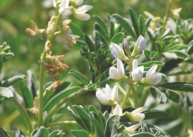 Csillagfürt - Nelly