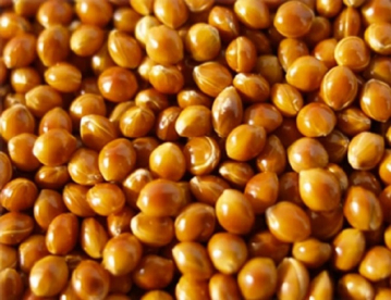 Köles - Lovászpatonai