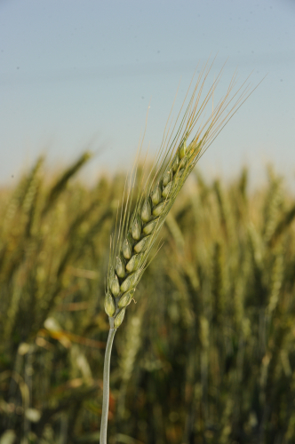 Tavaszi búza - Mv Pirkadat