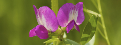 Tavaszi bükköny - Emma