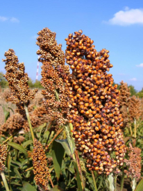 Szemescirok - Gk Emese