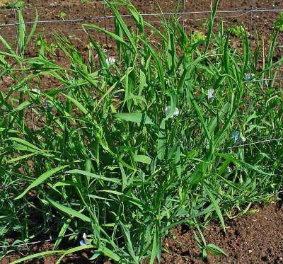 Szegletes lednek - Nfix