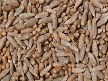 Zöldrozs-mustár keverék