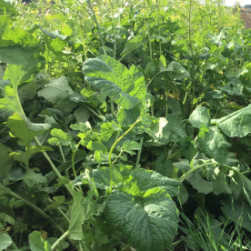 Mustár-olajretek keverék