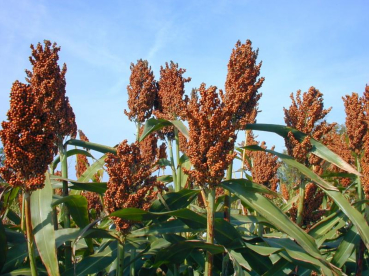 Szemescirok - Alföldi 1