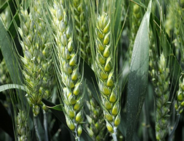 Őszi búza - Mv Nádor