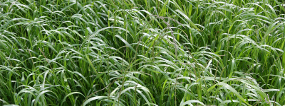 Olaszperje- Estanzuela