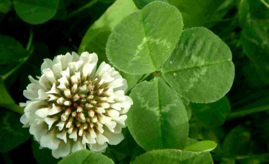 Fehérhere - Pericon