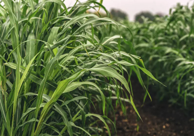 Szudánifű - Mataco