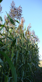 Szudánifű - Gardavan