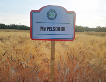 Őszi durumbúza - Mv Pelsodur