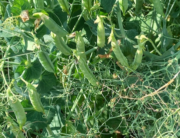 Őszi borsó - Paddle