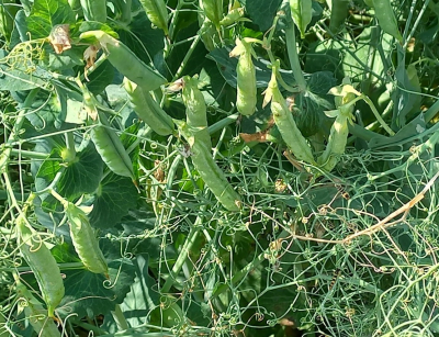 Őszi borsó - Paddle