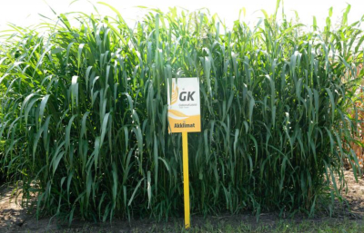 Szudánifű - Akklimat