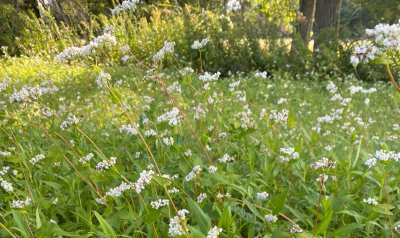 Zümmögő zöld keverék