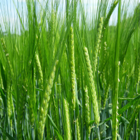 Tavaszi árpa - Bojos