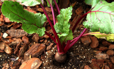 Takarmányrépa - Rózsaszínű béta