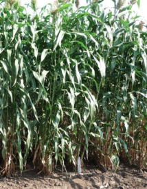 Silócirok - Gigant(Concep III)