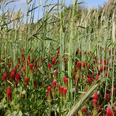 Takarékos zöld keverék