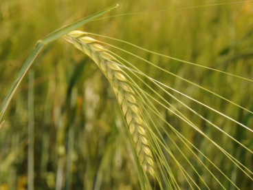 Tavaszi árpa - Conchita