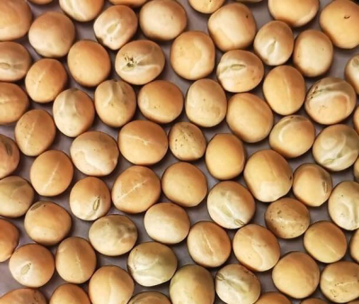 Tavaszi borsó - Avatar