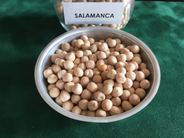Tavaszi borsó - Salamanca