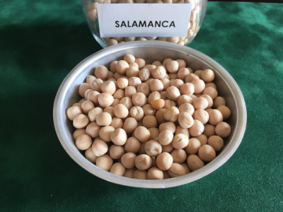 Tavaszi borsó - Salamanca