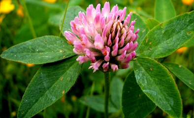 Vöröshere - KRYNIA