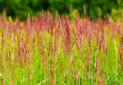 Vörös csenkesz-Dipper
