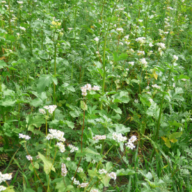 Syngenta évelő méhlegelő keverék