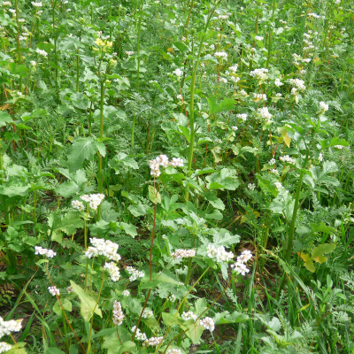 Syngenta évelő méhlegelő keverék