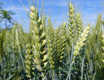Őszi búza - Falado