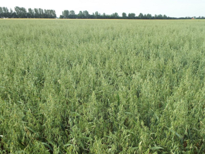 Tavaszi zab - Breton