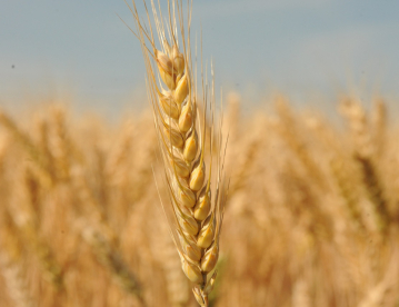 Őszi búza - Mv Ménrót