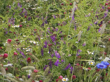 Zöldugar - 51% Lucernás  keverék