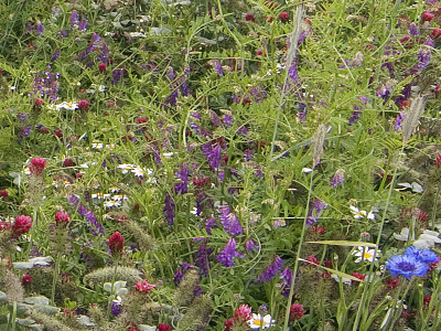 Zöldugar - 51% Lucernás  keverék