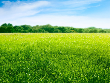 Zöldugar - 35% lucerna Pillangós kaszáló keverék