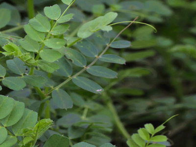 Pillangós 65% lucerna keverék