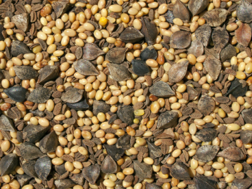 Talajtakaró bükkönyös keverék