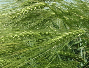 Őszi árpa - Fascination