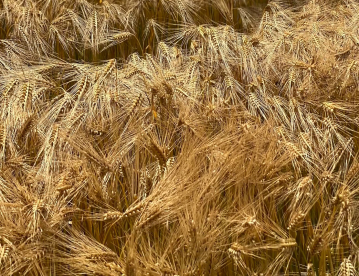 Őszi árpa - Kh Tas