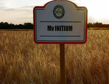 Őszi árpa - Mv Initium