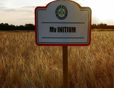 Őszi árpa - Mv Initium