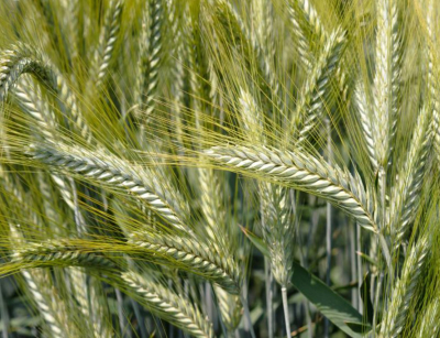 Őszi borsó - Balltrap