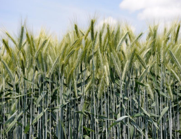 Őszi borsó - Feroe